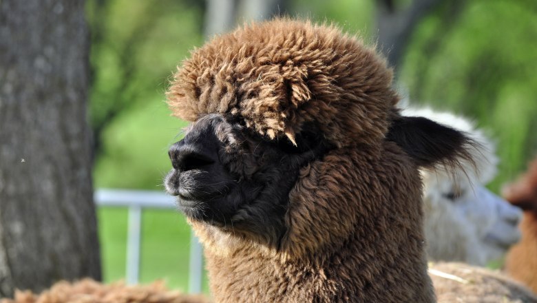 Brown alpaca before shearing, © Donaublickalpakas Brown alpaca before shearing, © Donaublickalpakas