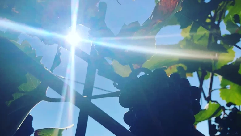 Winery Niefergall Wolfsthal, © Weinbau Niefergall Winery Niefergall Wolfsthal, © Weinbau Niefergall