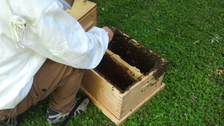 Bees, © Haselhof Bees, © Haselhof