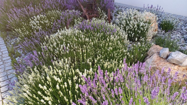 our lavender, © Martina Bachzelt our lavender, © Martina Bachzelt