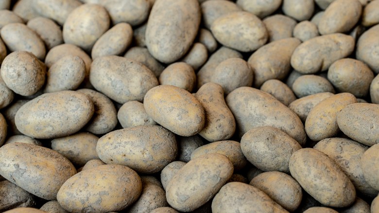 Pick up many potatoes that are close together., © Martina Siebenhandl Pick up many potatoes that are close together., © Martina Siebenhandl