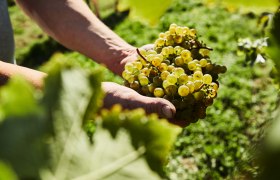 Grapes, &copy; Weinviertel Tourismus / Michael Liebert