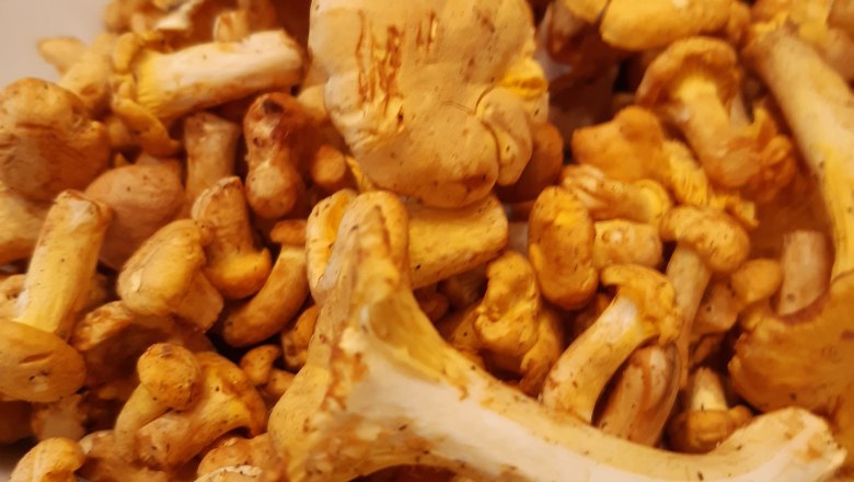 Chanterelles found in the area, &copy; Ferienhaus Leopold