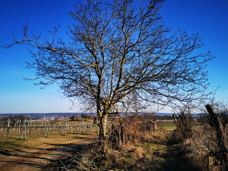 Krajina s holými stromami a vinicami pod modrou oblohou.