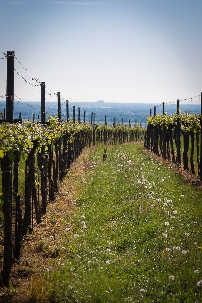 Zajac sedí medzi dvoma radmi viniča na zelenom poli s púpavami.