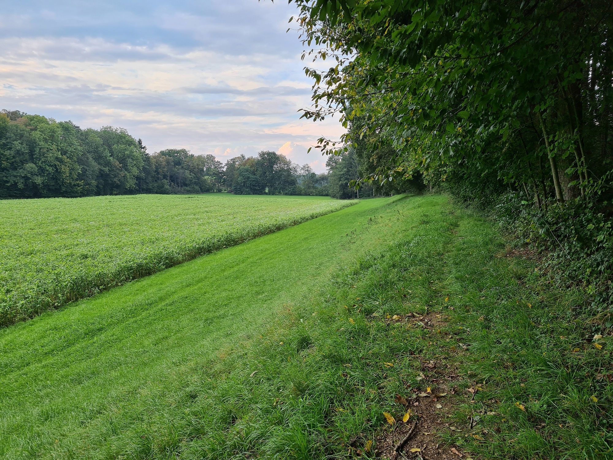 Cesta na okraji lesa
