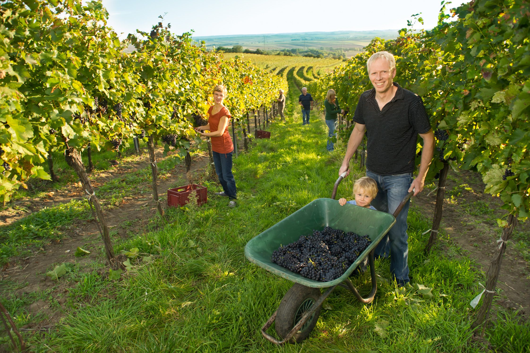 Ľudia zbierajú hrozno vo vinici, muž tlačí trakař s hroznom a dieťa.