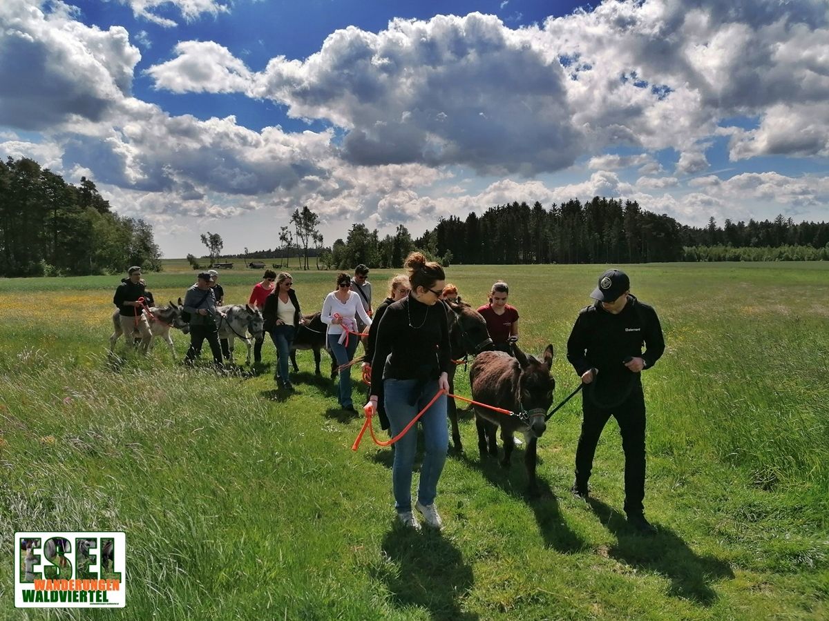 Trekking na oslovi
