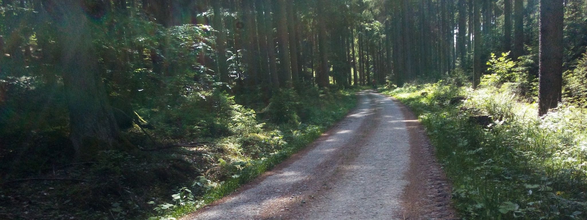 tiché-lesné-cesty_1