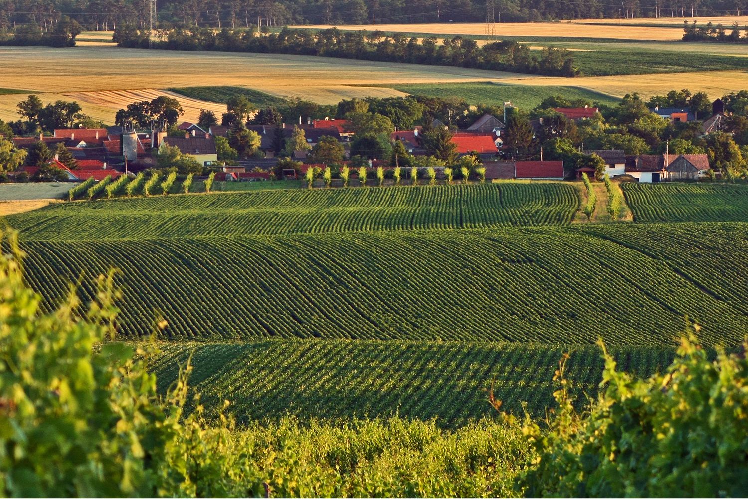 Krajina s vinicami a dedinou v pozadí.