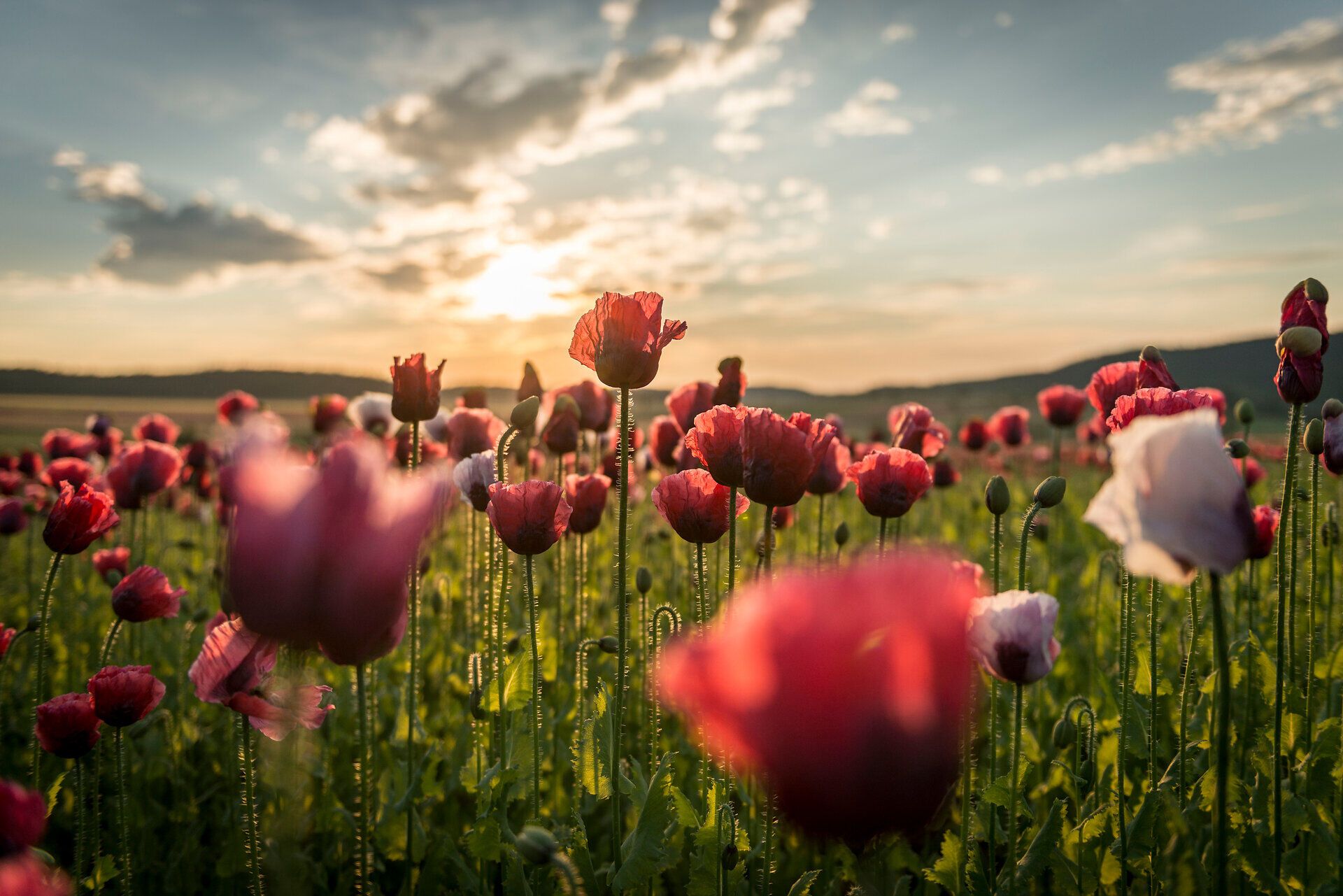 In der sanften Abenddämmerung erblühen die Mohnfelder in leuchtenden Rot- und Rosatönen, während die Sonne langsam hinter den Hügeln verschwindet. Die zarten Blüten wiegen sich sanft im Wind und schaffen eine friedliche Atmosphäre, die zum Verweilen einlädt.