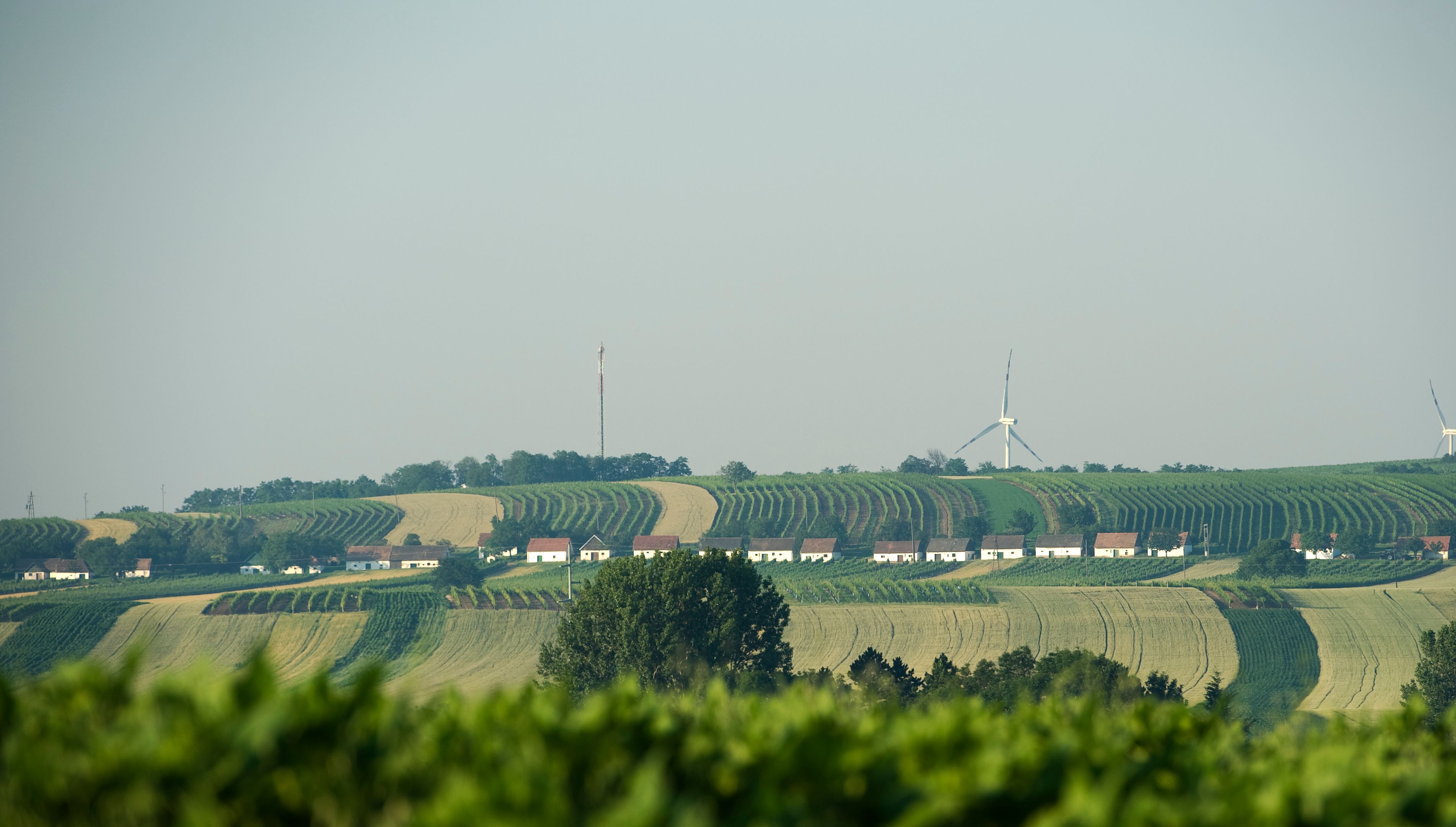 Krajina s vinicami, Vínnými uličkami a veternými turbínami v pozadí.