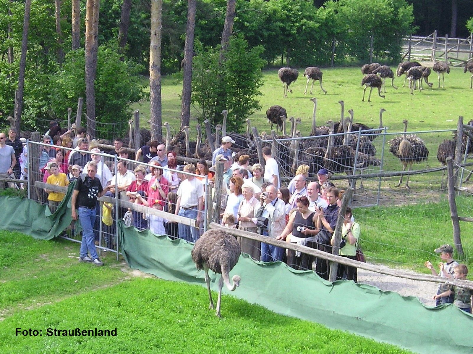 Návštevníci pozorujú pštrosy vo výbehu v Ostrichlande Gärtner.