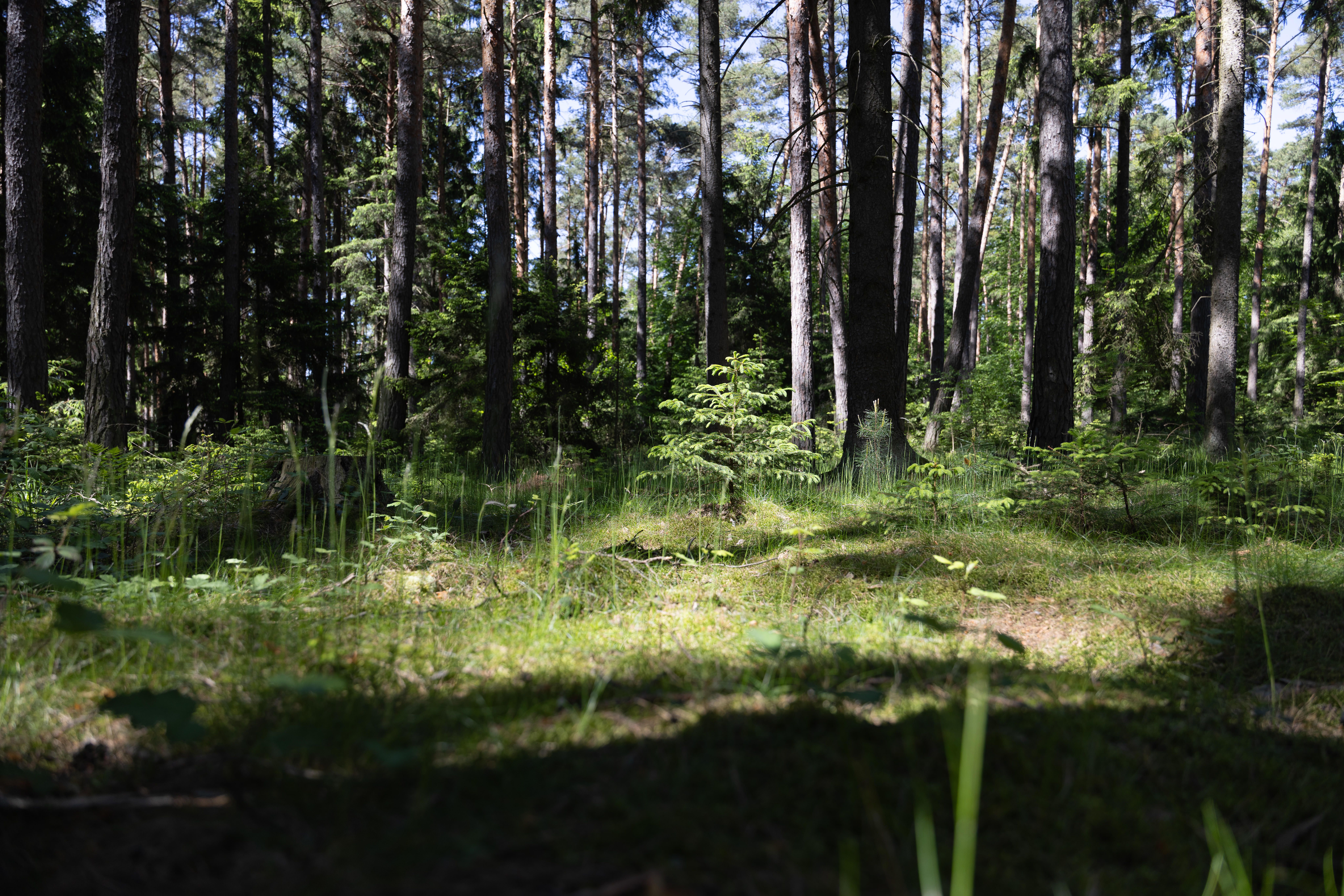 Slnkom zaliaty les s vysokými stromami a zeleným porastom.