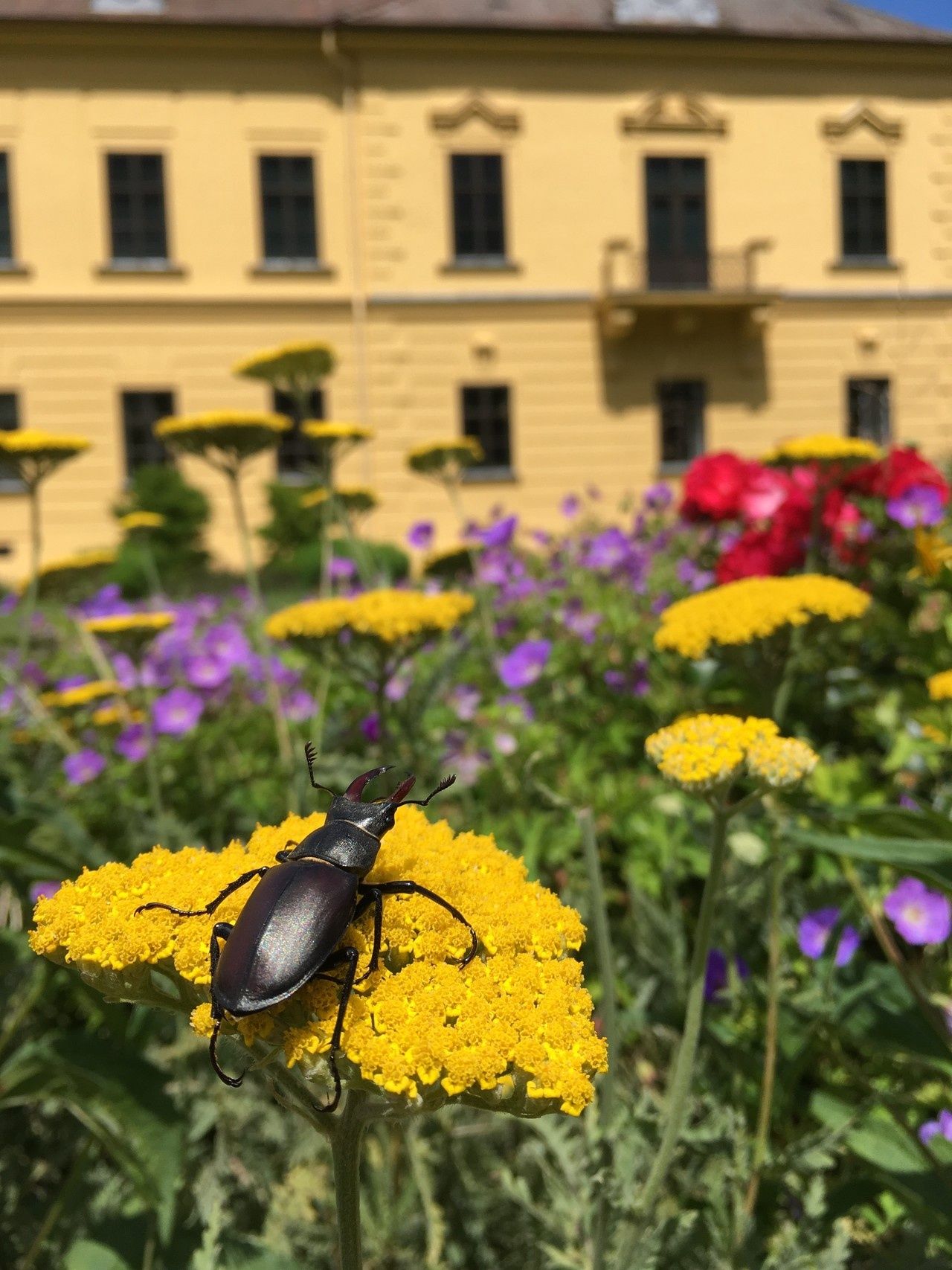Prechádzka po Eckartsau, zámocký park Eckartsau