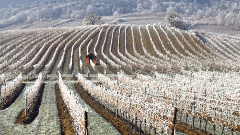 Winter in the vineyard, &copy; Stefan &Ouml;sterreicher