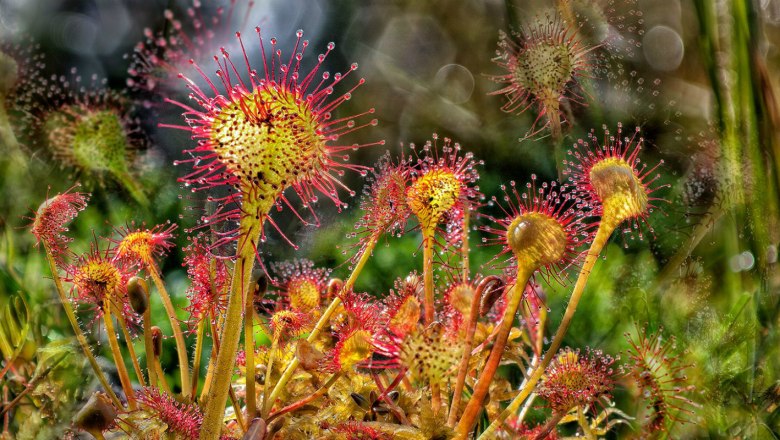 Sundew, © Wolfgang Dolak