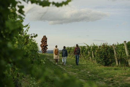 WeinWeg Langenlois, © Niederösterreich Werbung/Julius Hirtzberger