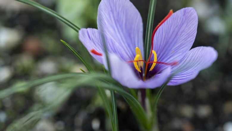 Saffron blossom - from the herb bed straight into the kitchen, &copy; Nieder&ouml;sterreich Werbung/Michael Reidinger