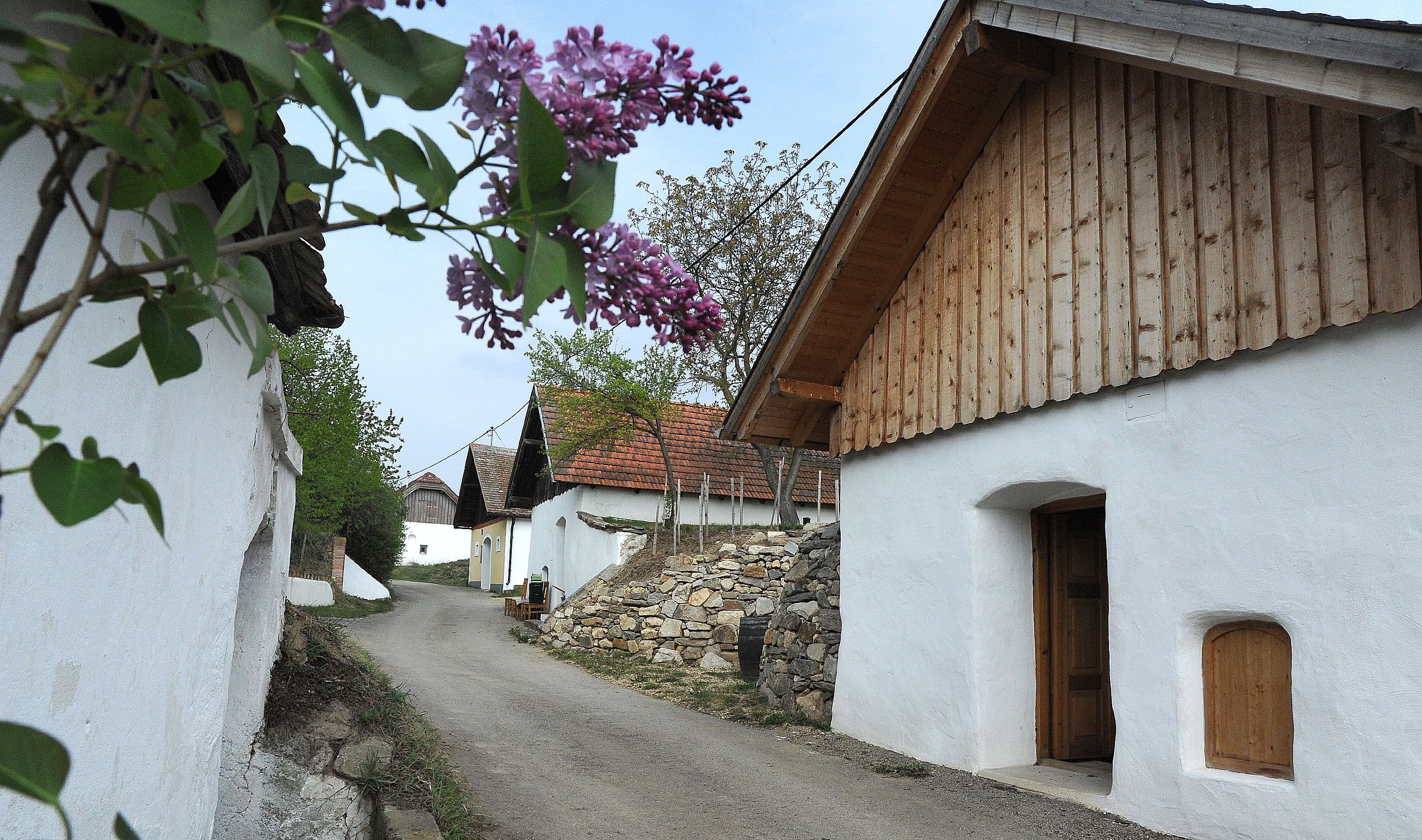 Malebná vínna ulička s bielymi lisovňami a kvitnúcimi šeříkmi v popredí.