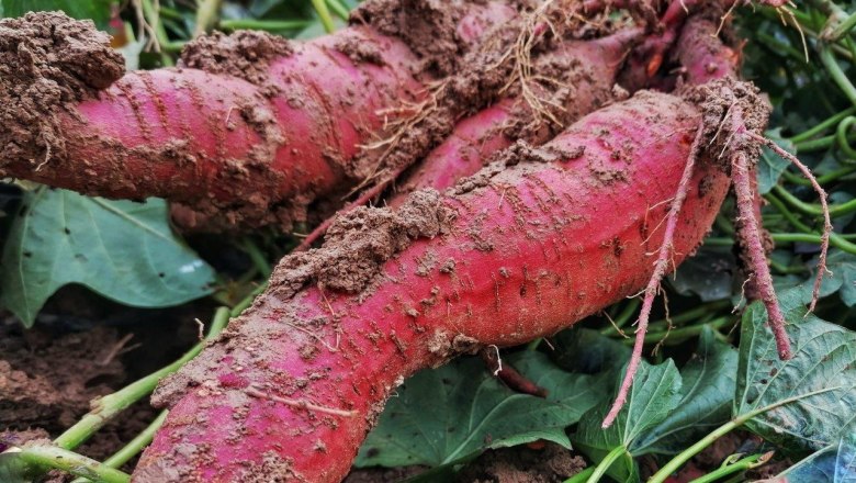 Etlinger Farm, &copy; Bauernhof Etlinger