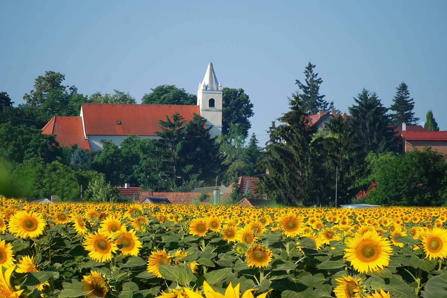 Kostol s červenou strechou a vežou v pozadí, obklopený stromami, pred veľkým poľom slnečníc.