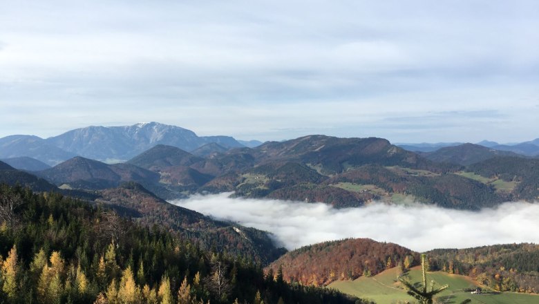 View into the sea of fog, &copy; Naturpark Hohe Wand