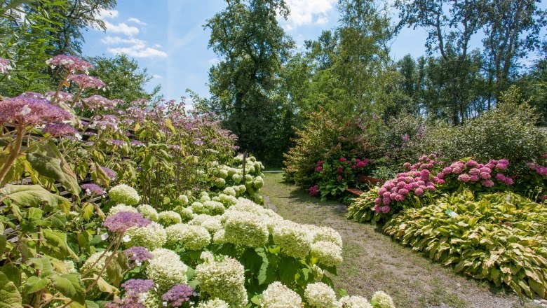 Hydrangea round dance, © Helmut Kail