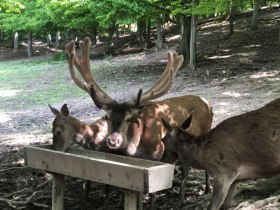 Rotwild an der Futterstelle, &copy; Wienerwald Tourismus GmbH / Naturpark Purkesdorf