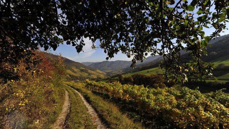 viticulture wachau, &copy; Petr Blaha