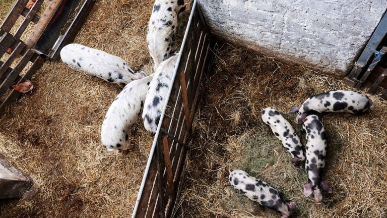 Turopolje pig in the straw run, &copy; Mara Hauck
