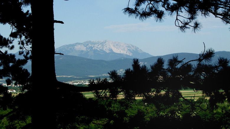 Pohľad na Schneeberg cez stromy s lúkami v popredí.