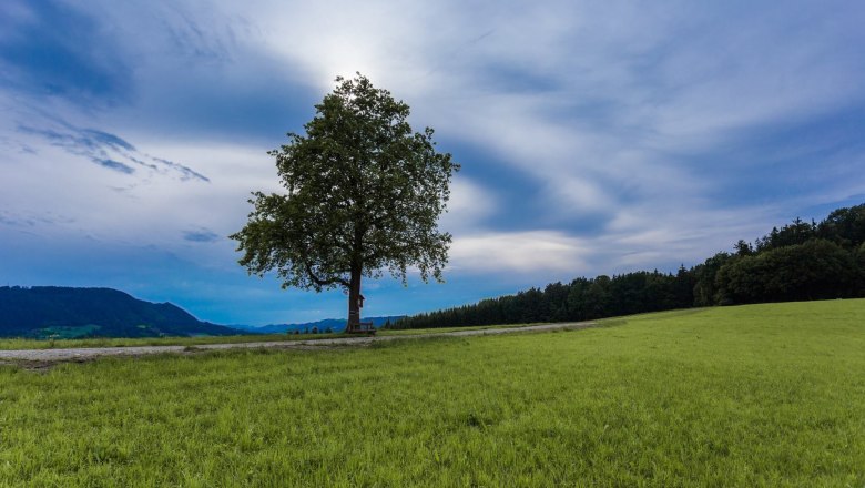 The lonely tree, © monoandmore