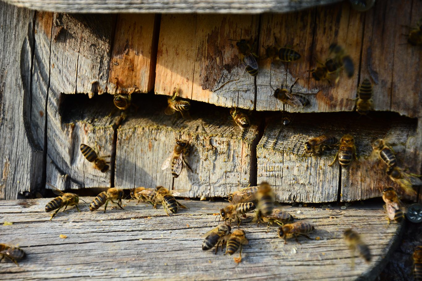 Včely na starej drevenej doske s prasklinami.