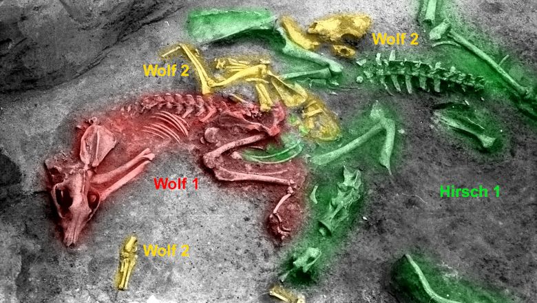 Archeologické vykopávky s farebne označenými kostrami dvoch vlkov a jeleňa.