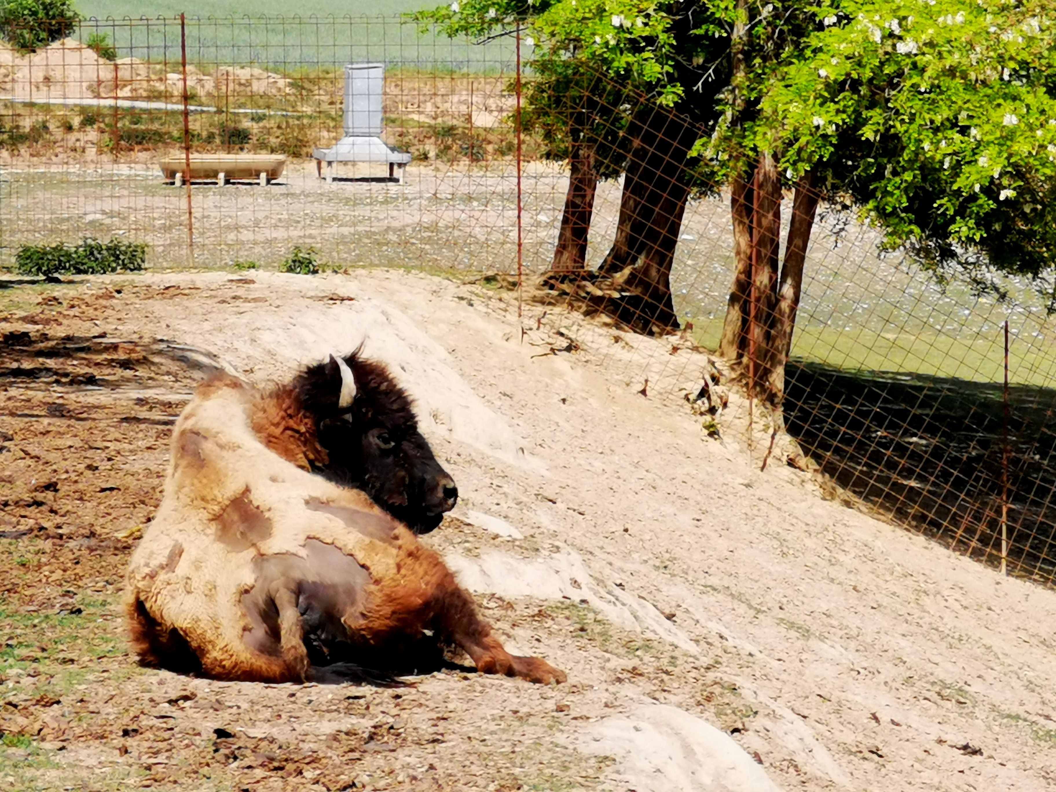 Zubor leží v ohrade na piesočnatej pôde, obklopený plotom a stromami.