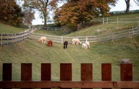 Alpacas on the pasture, &copy; Wagner-Hubbauer