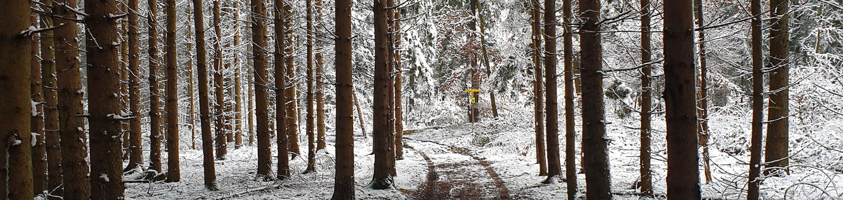 zimný les, © Niederösterreich Werbung
