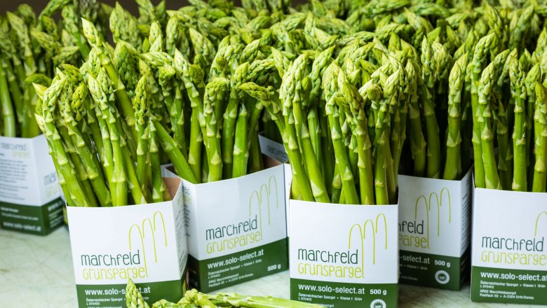 Green asparagus, Spargelhof Magoschitz, Mannsdorf/Donau, &copy; Spargelhof Magoschitz