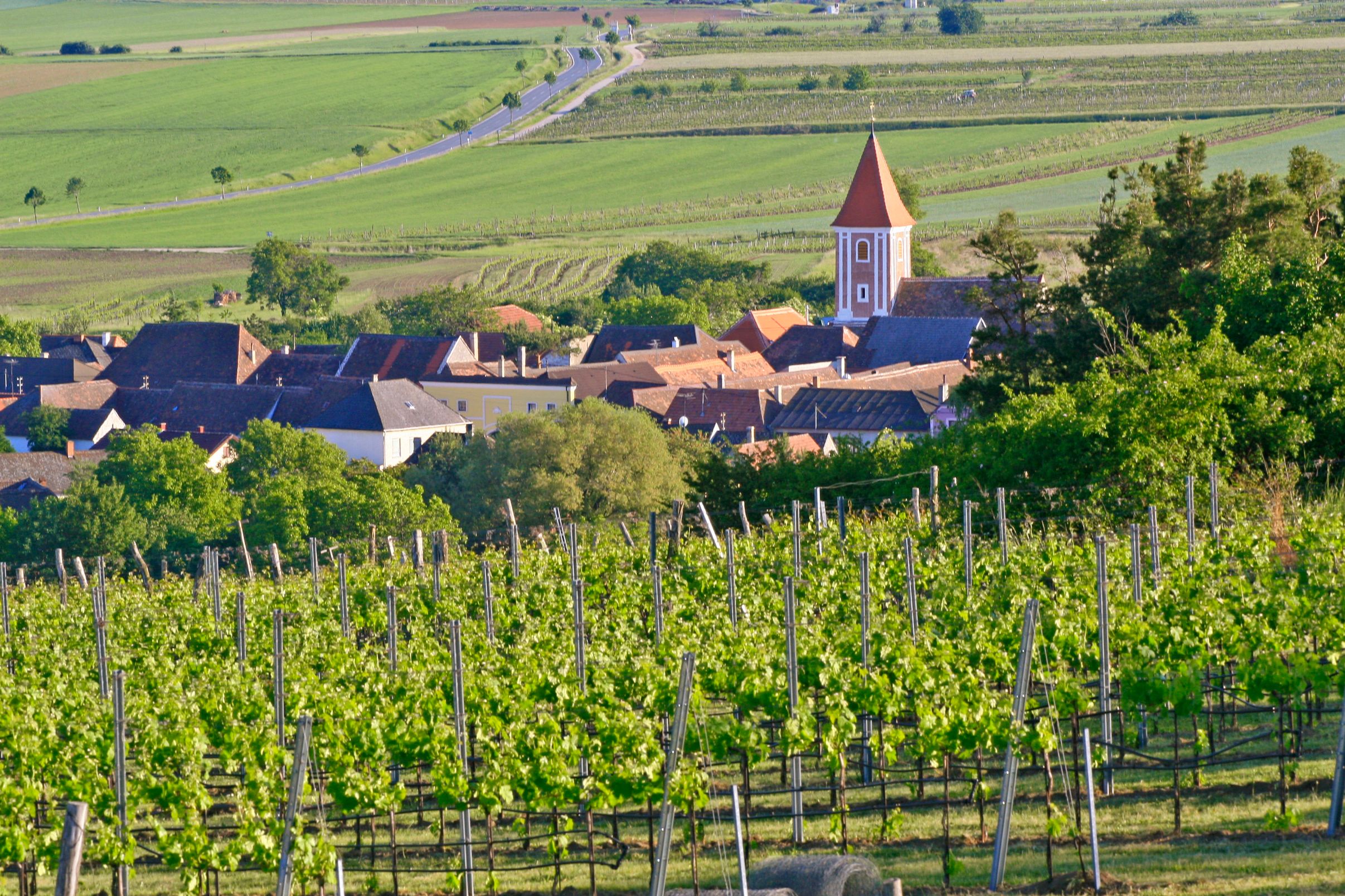 Pohľad na dedinu s kostolom a okolitými vinicami.