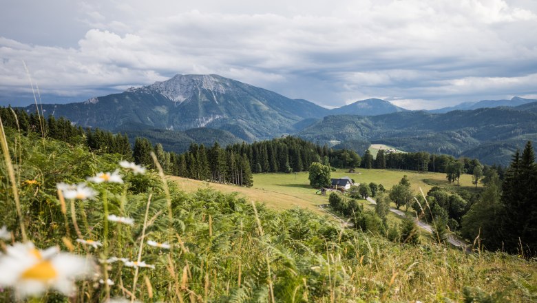 Kvitnúce lúky v okolí Ötscheru., © Fred Lindmoser