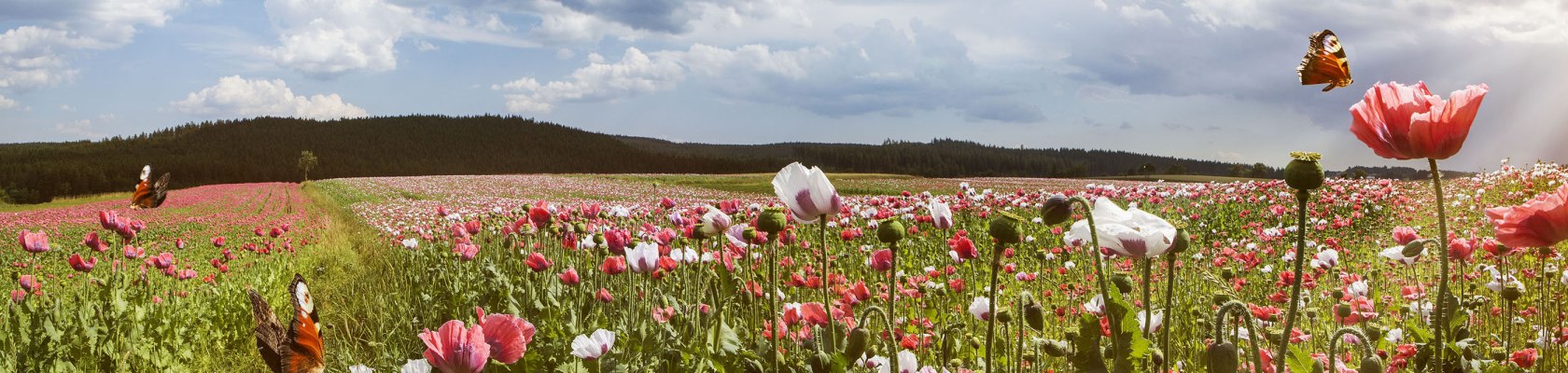 Makový kvet pri Armschlag vo Waldviertel, © Niederösterreich-Werbung/ M. Liebert