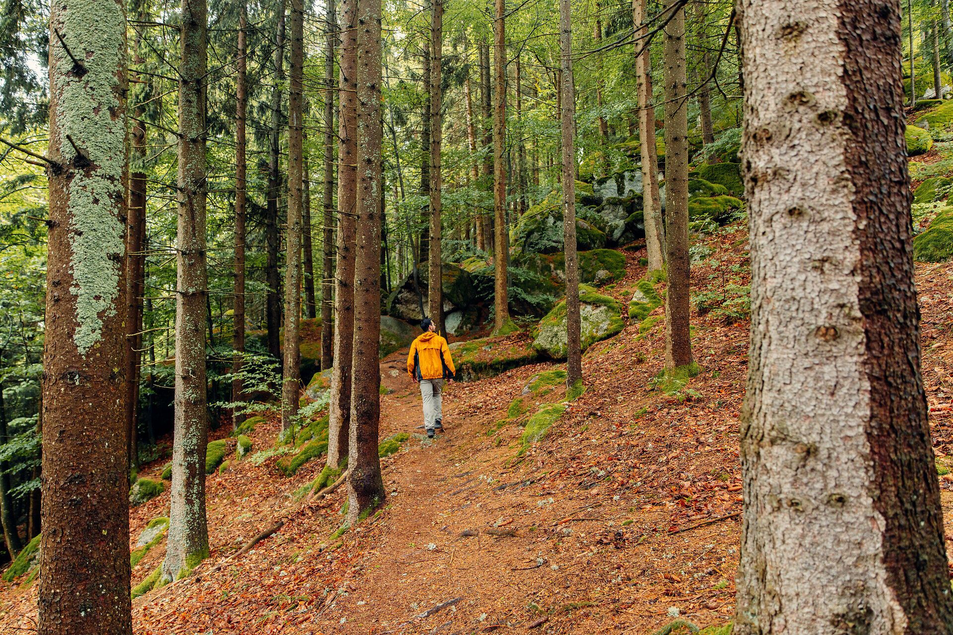 Ein sanfter Wanderweg schlängelt sich durch die dichten Wälder, wo die Sonnenstrahlen durch das Blätterdach tanzen. Die frische Luft ist erfüllt von dem Duft der Nadelbäume und dem Rascheln der Blätter, während die Natur in voller Pracht erblüht. Hier, in der Ruhe der Natur, findet man den perfekten Ort, um dem Alltag zu entfliehen und die Seele baumeln zu lassen.