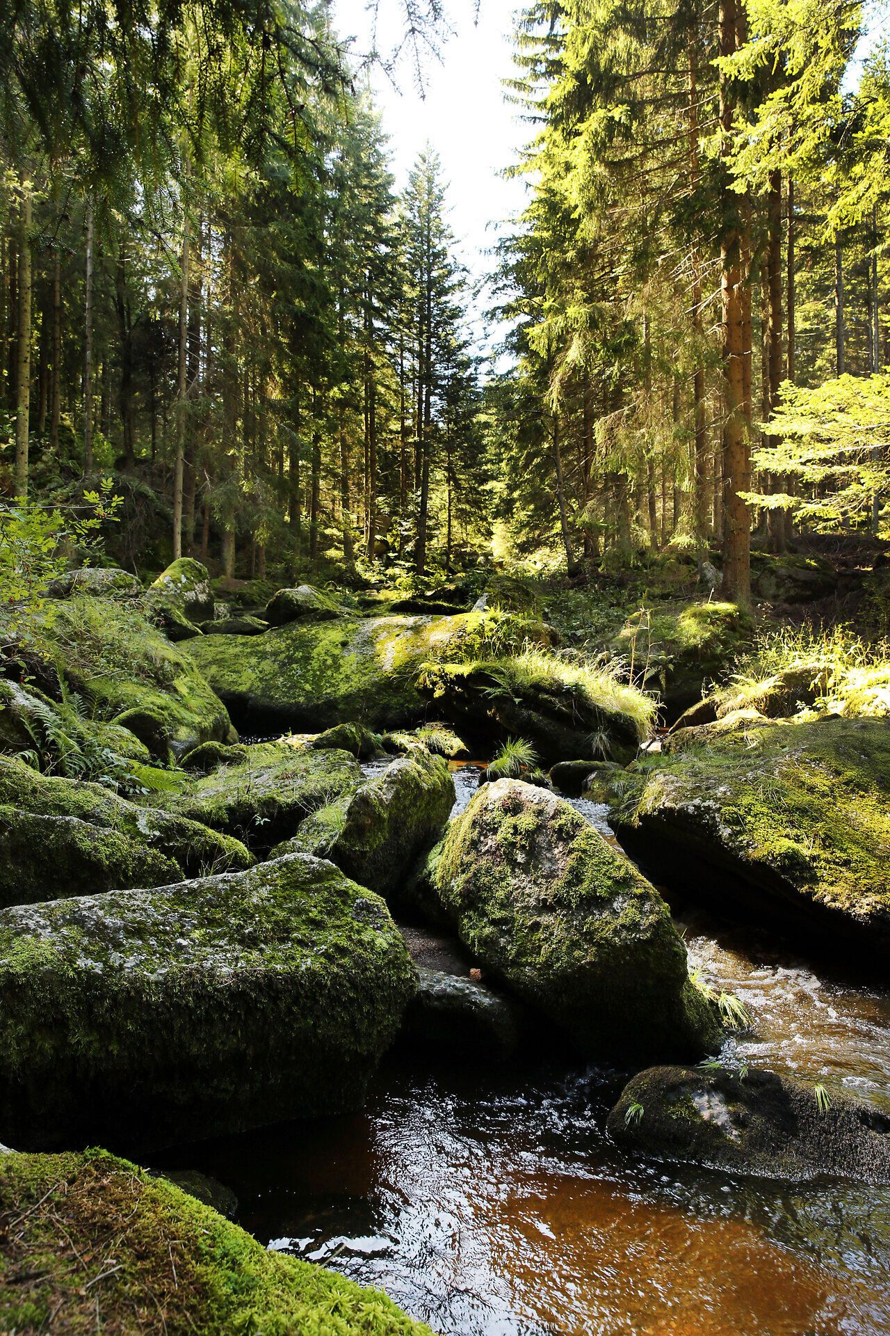 Bujnou zelenou krajinou obklopenou majestátnymi ihličnanmi sa vinie mierny potok. Teplé slnečné lúče prenikajú korunami stromov a vytvárajú hru svetla a tieňa, ktorá podčiarkuje prírodné krásy tohto miesta.