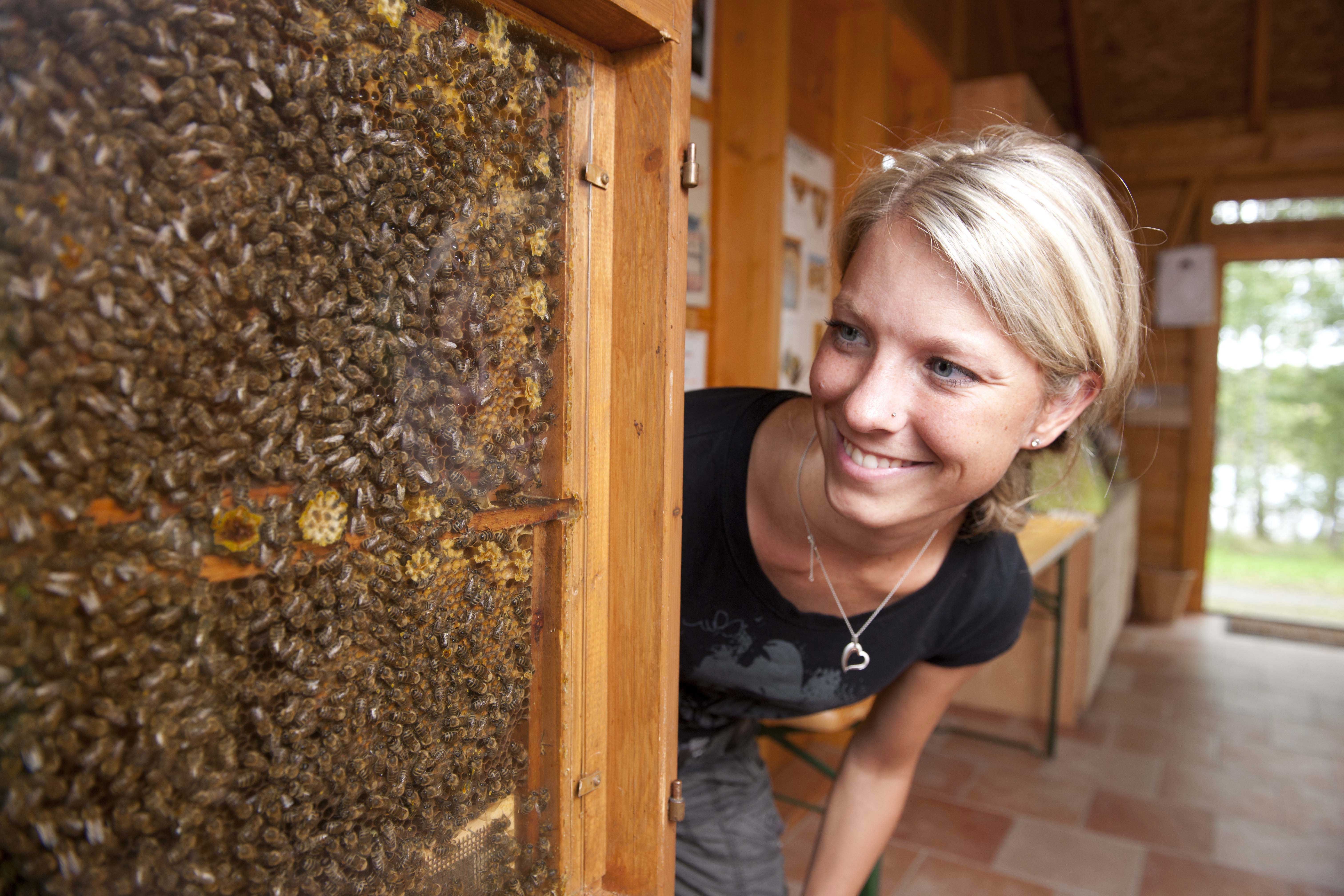 Žena sa pozerá na včely za sklom v drevenom ráme.
