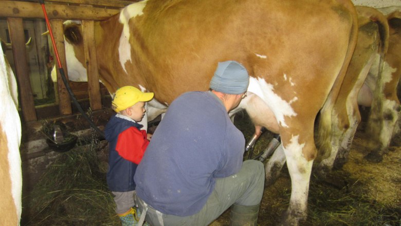 Dojenie kráv: takže odtiaľ máme mlieko, © büchlhof