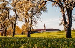 Die Birnbäume blühen in voller Pracht und verwandeln die Landschaft in ein zauberhaftes Blütenmeer. Der Frühling bringt frische Farben und einen süßen Duft, der die Luft erfüllt und die Sinne belebt. Ein perfekter Ort, um die Schönheit der Natur zu genießen und die Seele baumeln zu lassen.