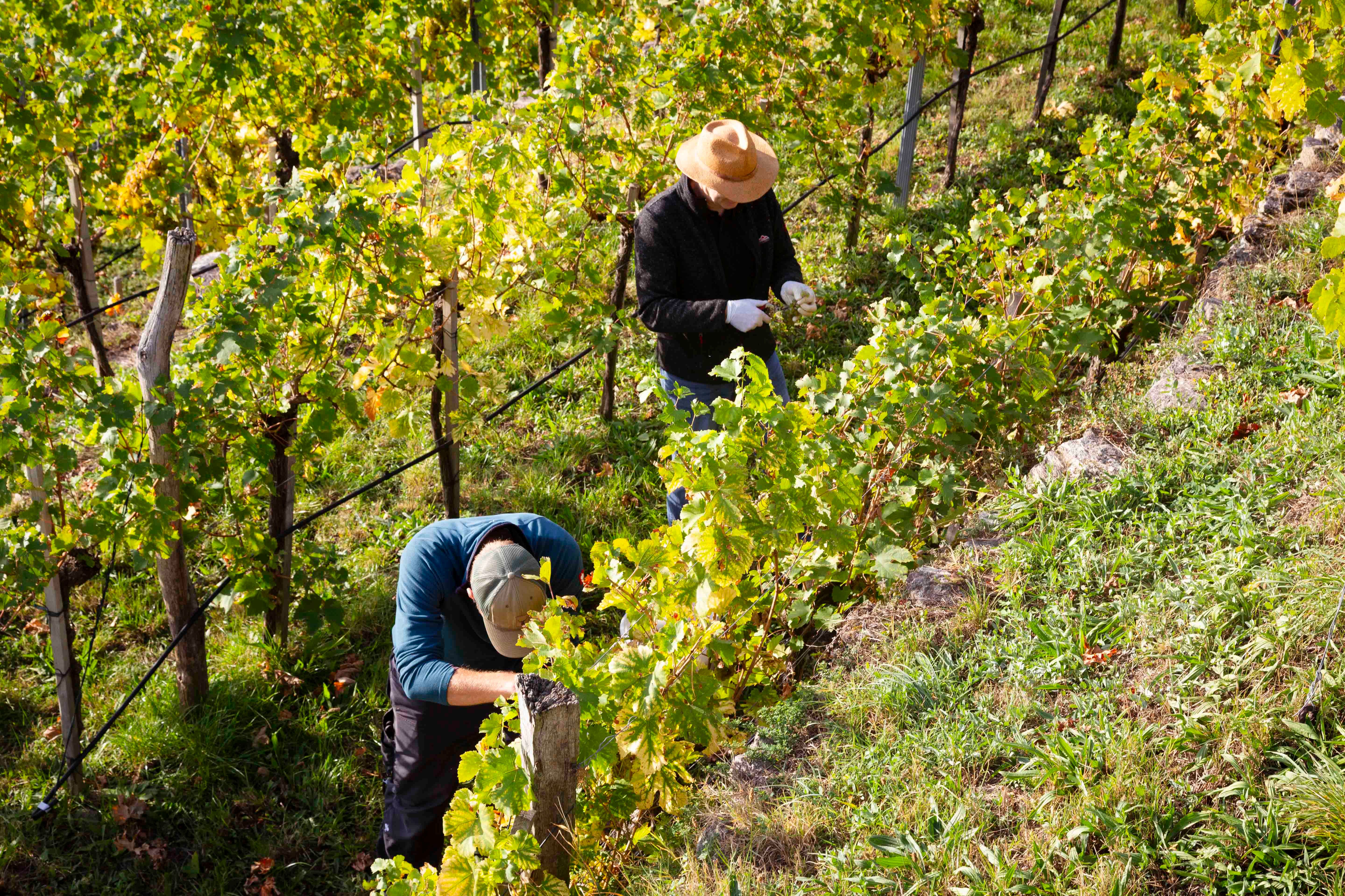 Zber hrozna vo Wachau