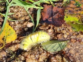 Aubergweg, &copy; Marktgemeinde Hoheneich
