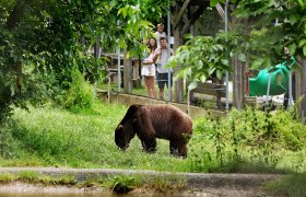 BAERENWALDArbesbach_c-WaldviertelTourismus_weinfranz, &copy; WaldviertelTourismus, weinfranz